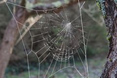 Travail arachnéen dans le jardin