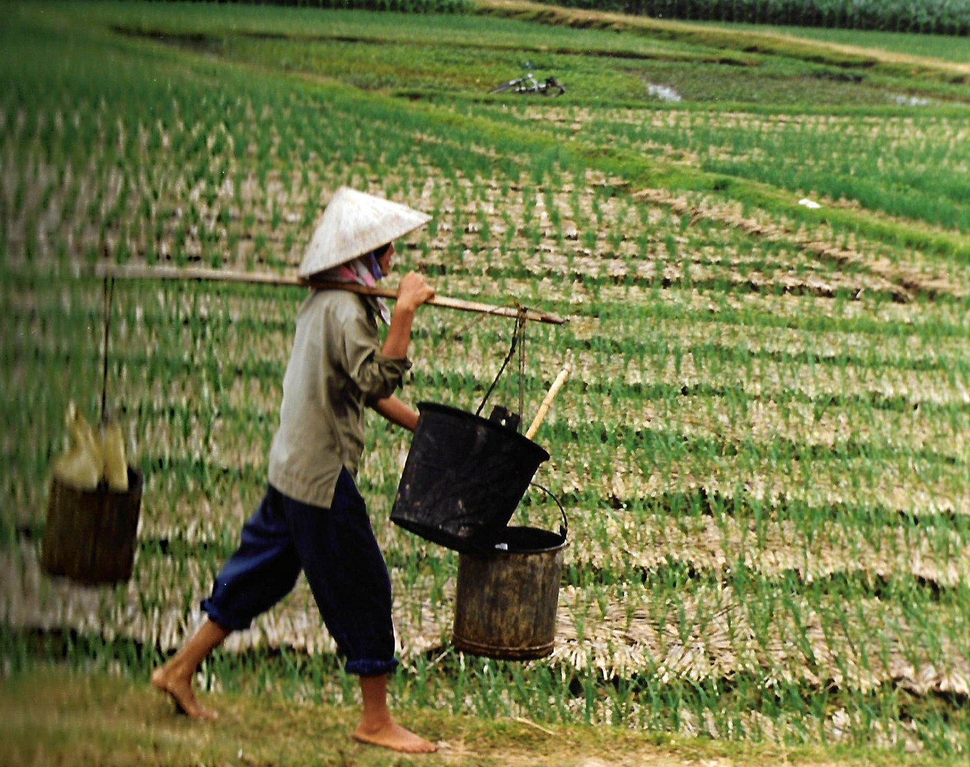 travail dans les rizières