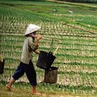 travail dans les rizières