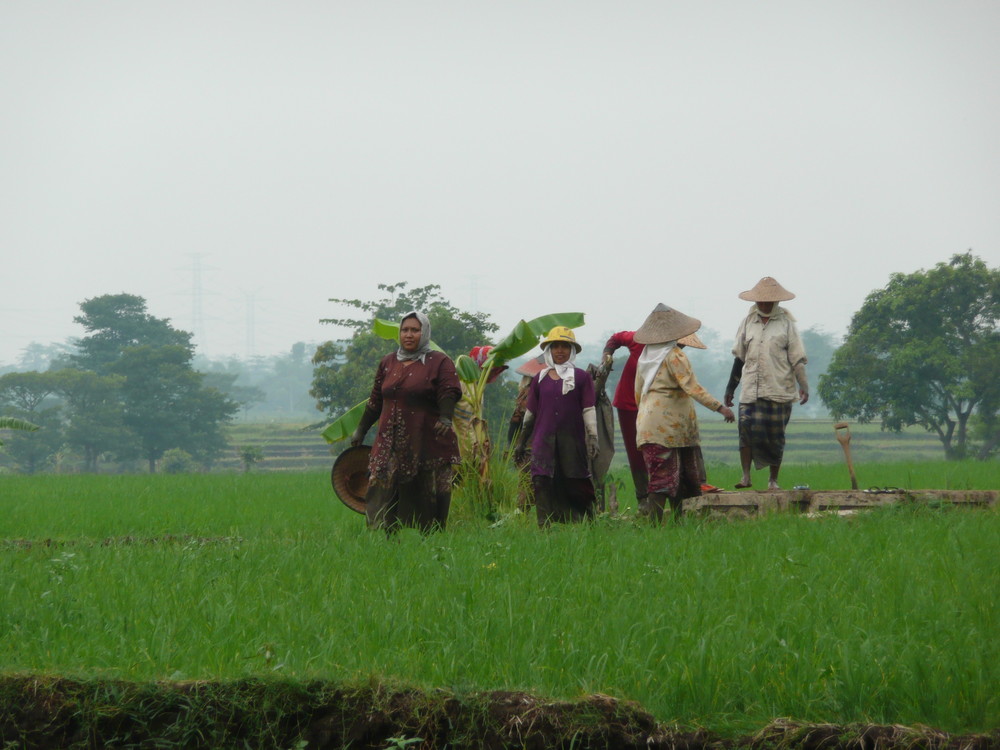 travail dans les rizieres