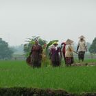 travail dans les rizieres