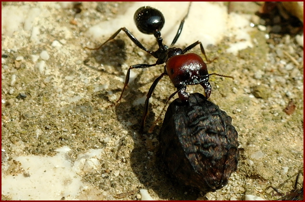 "Travail de fourmis..."