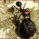 "Travail de fourmis..."