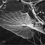 Travail de nuit dans le jardin