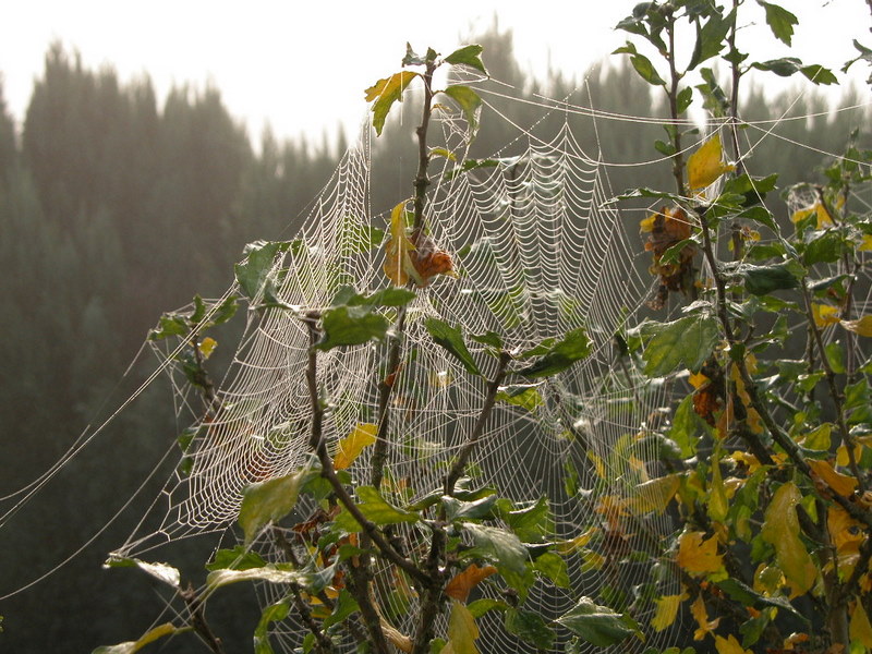 Travail d'une amie des jardins