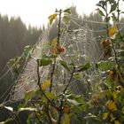 Travail d'une amie des jardins