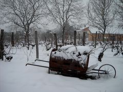 TRAVAUX D HIVER DANS LE VIGNOBLE JURASSIEN