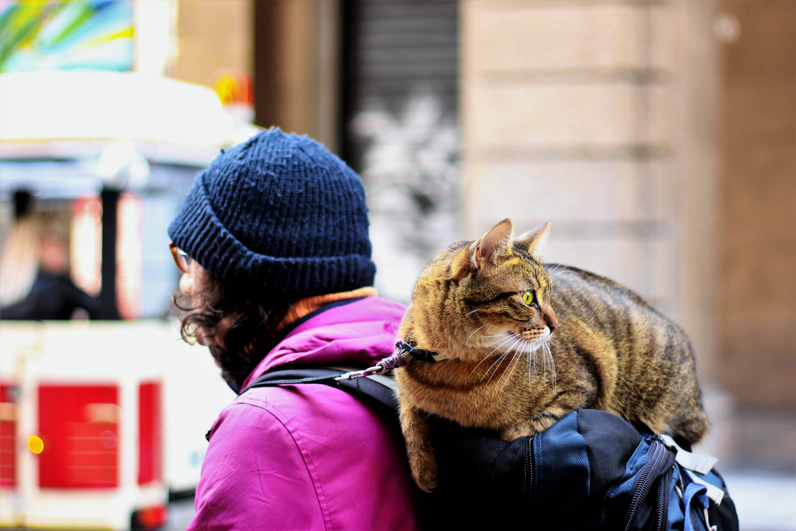 travelcat.