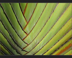 Travelers Palm