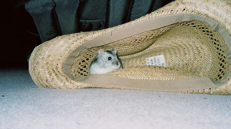 Travelhamster