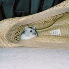 Travelhamster