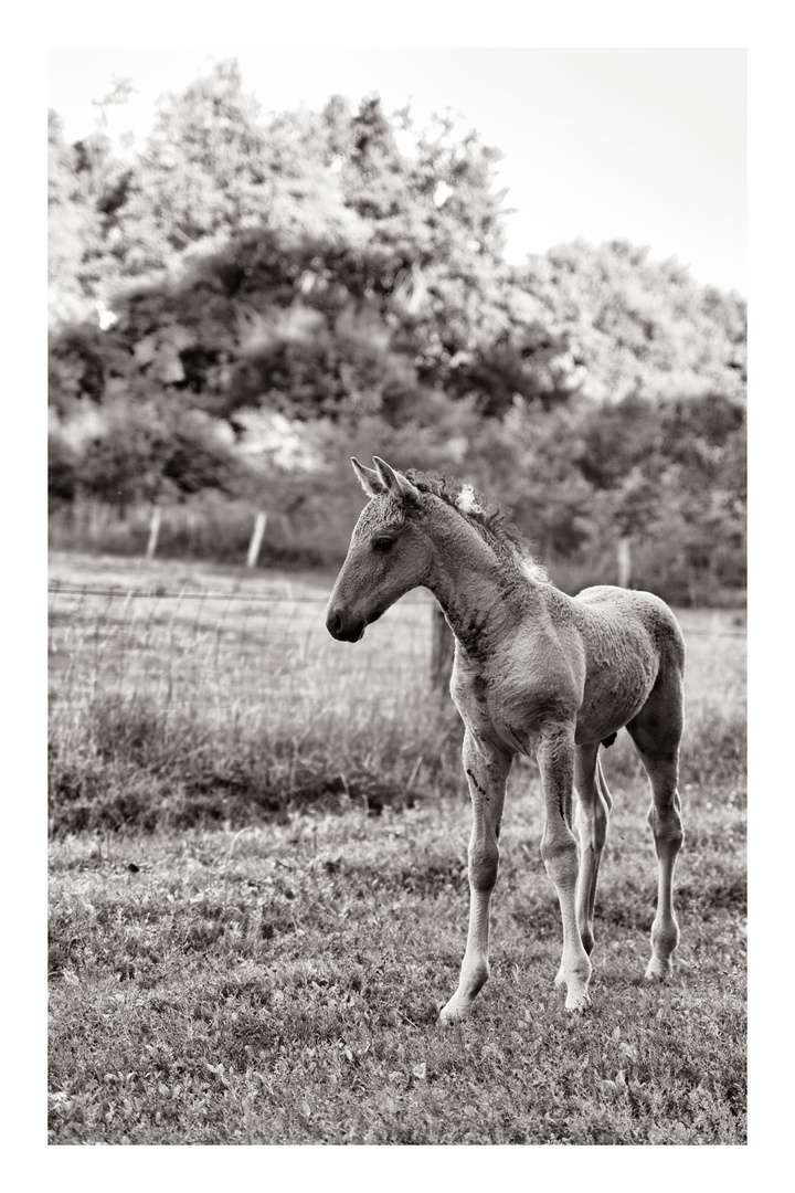 Traveller at Ease