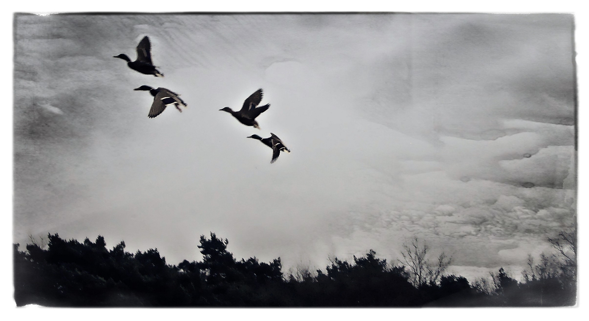 travelling birds