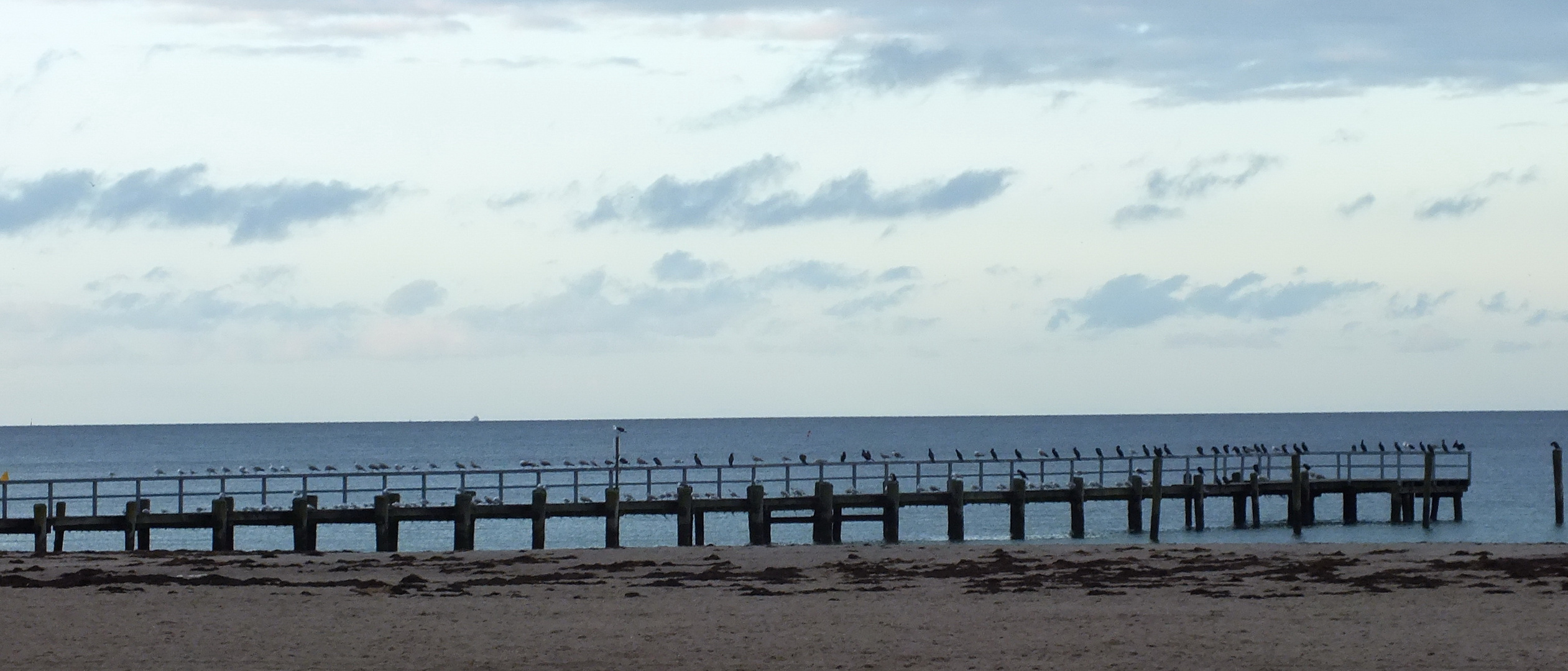 Travemünde 1.11. und die Vögel übernehmen die Brücke.