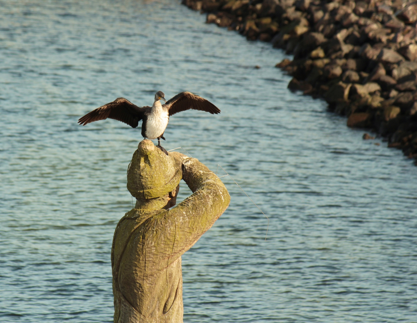 Travemünde Lübeck - Vogel