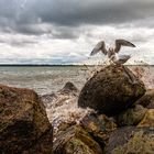 Travemünde seagulls 