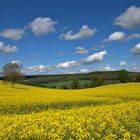 À travers champs dans le Vexin normand