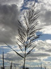 Traversé par le vent d'automne