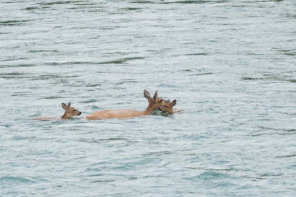 traversée dangereuse