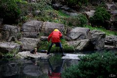 traversée des petits chiens