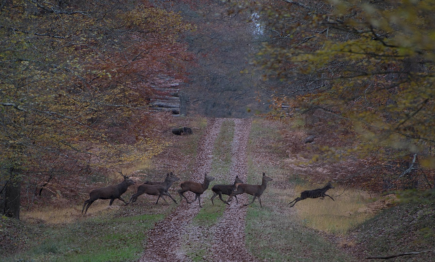 Traversée d'un chemin 