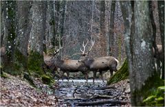 Traverssée du ruisseau.