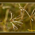 Trazos en la naturaleza