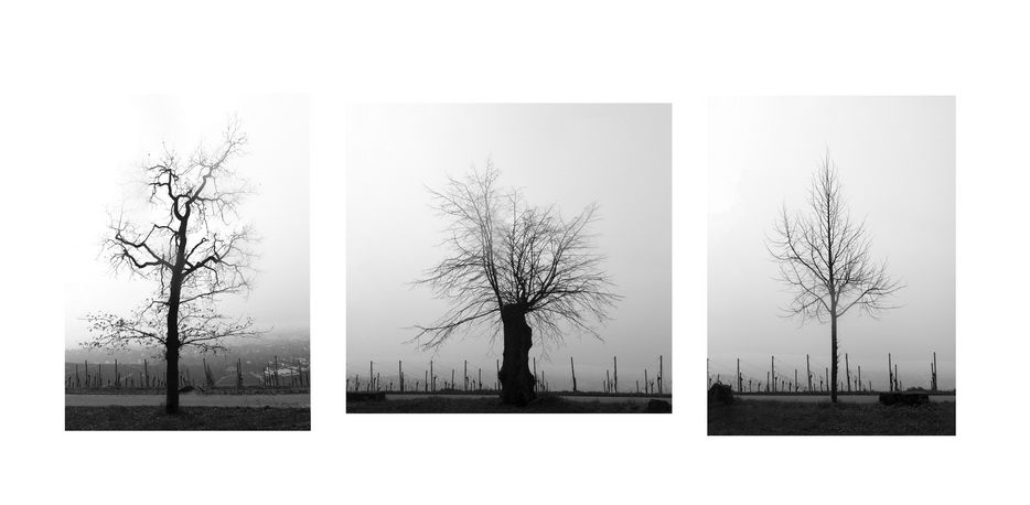 Tre alberi ancora spogli nel sole bianco di fine inverno