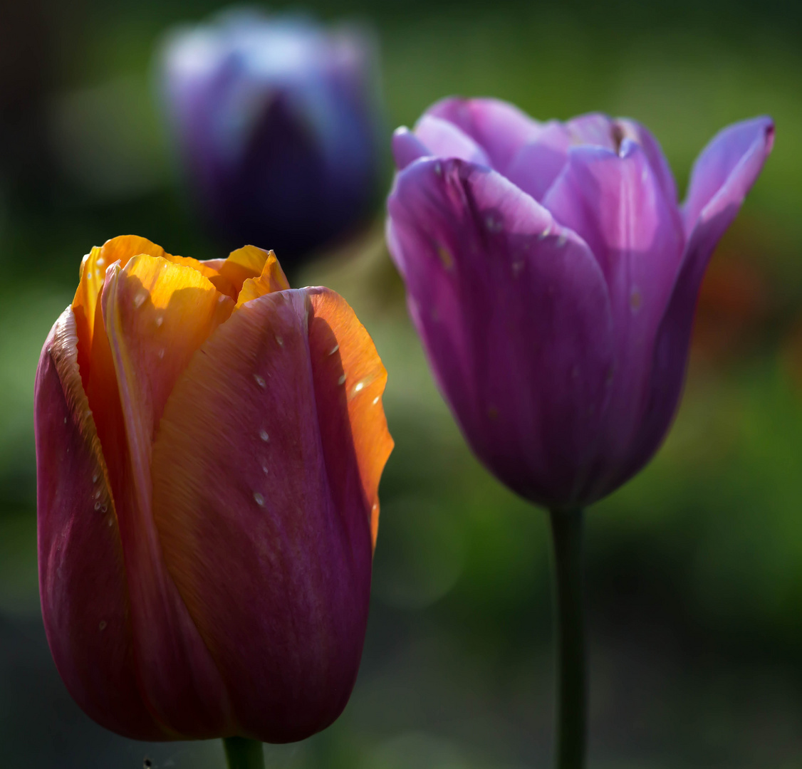 Tre Colori Foto & Bild pflanzen, pilze & flechten, blüten