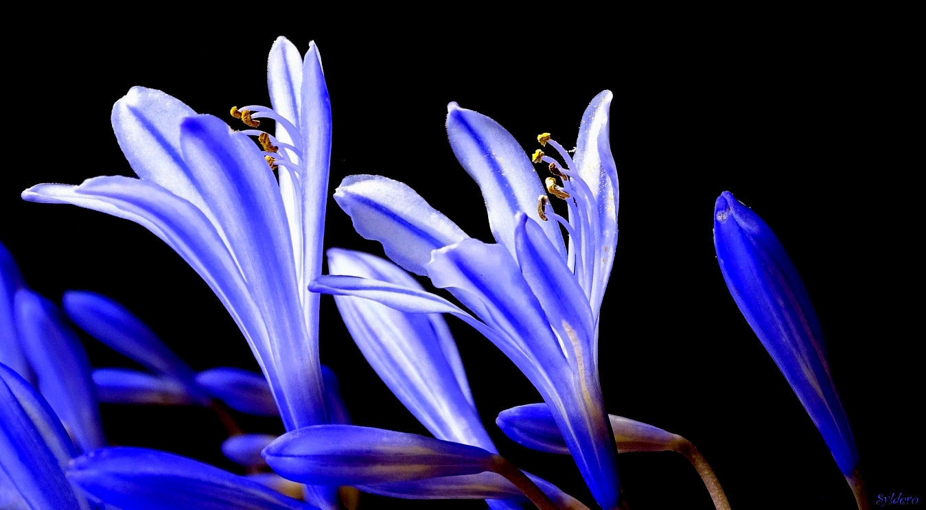 Être fleur bleue