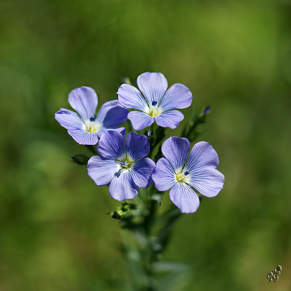 "être fleur bleue"....