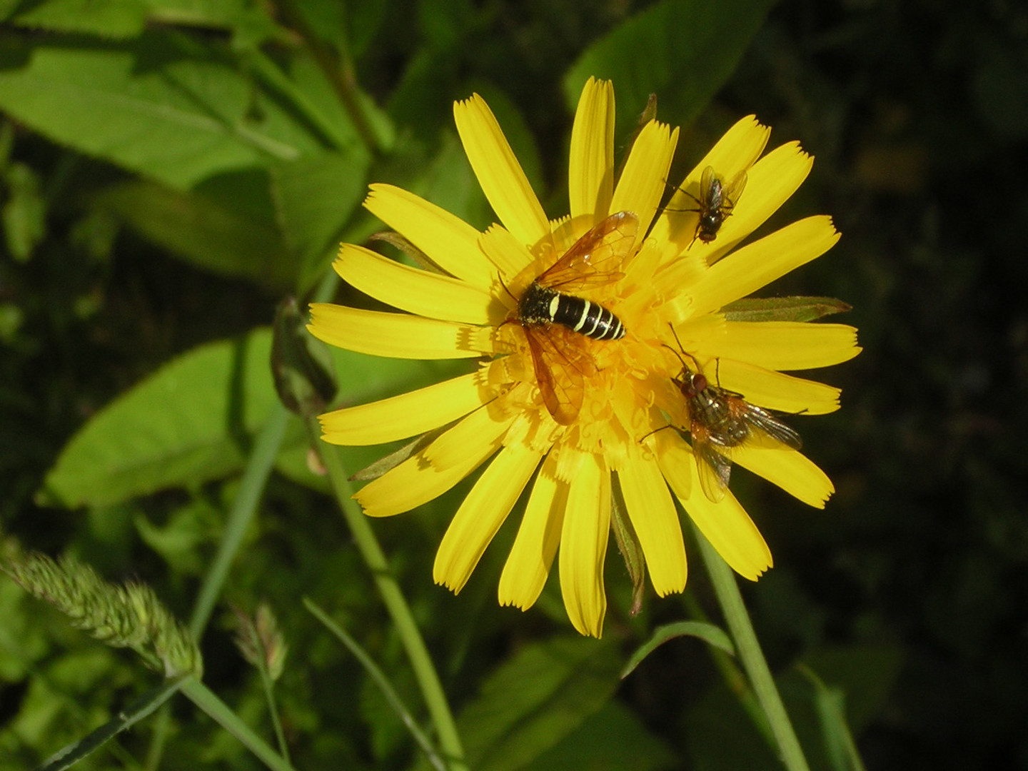 TRE INSETTI ED UNA MARGHERITA DI CAMPO