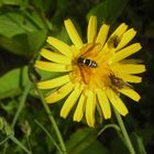 TRE INSETTI ED UNA MARGHERITA DI CAMPO