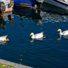 Tre papere tre a Laveno