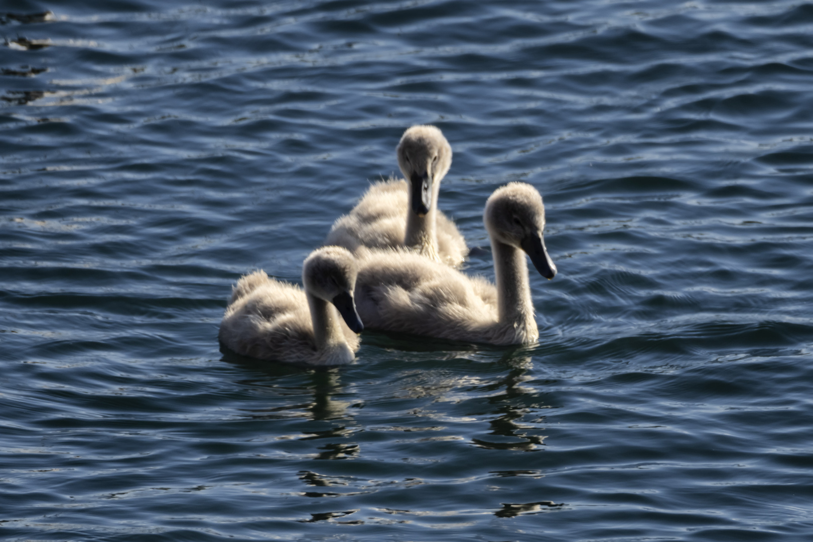 Tre piccoli cigni