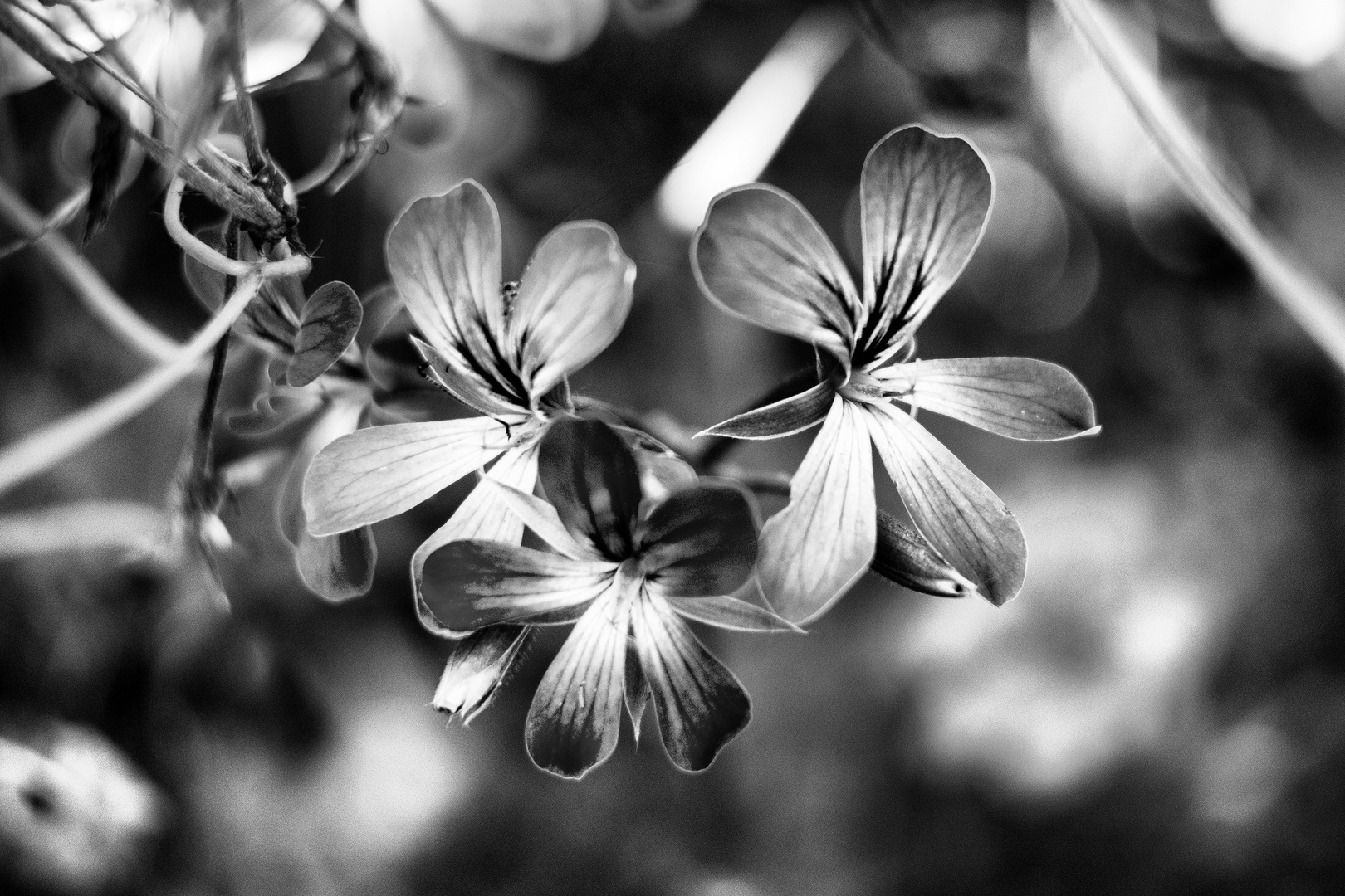 Tre piccoli fiori