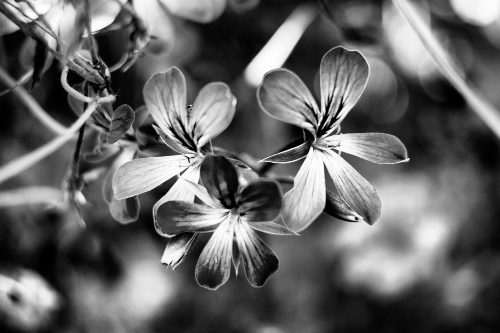 Tre piccoli fiori