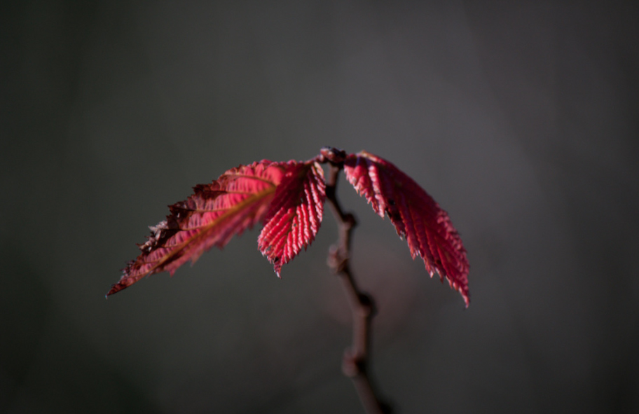 tre rosse foglie