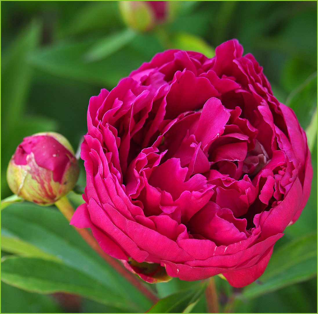 …être rouge comme une pivoine