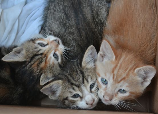 Tre tenerissimi cuccioli