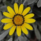 Treasure Flower Macro - Gazania Rigens