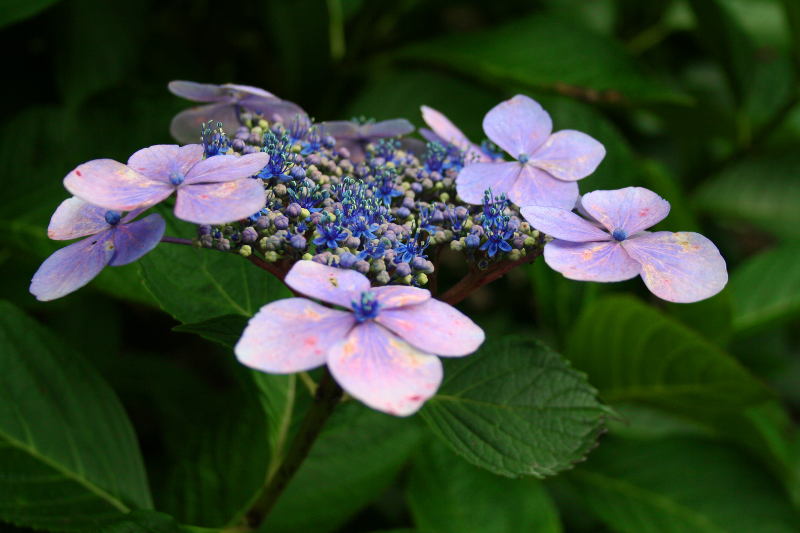 Trebah Garden, Cornwall - 2013 (3)