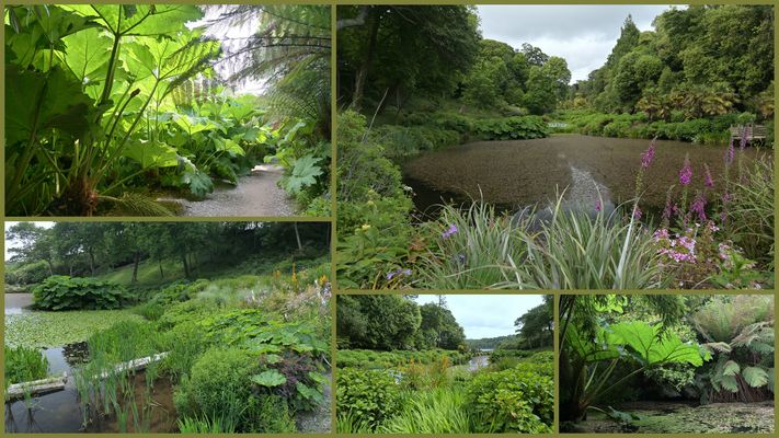 Trebah Garden Diverse