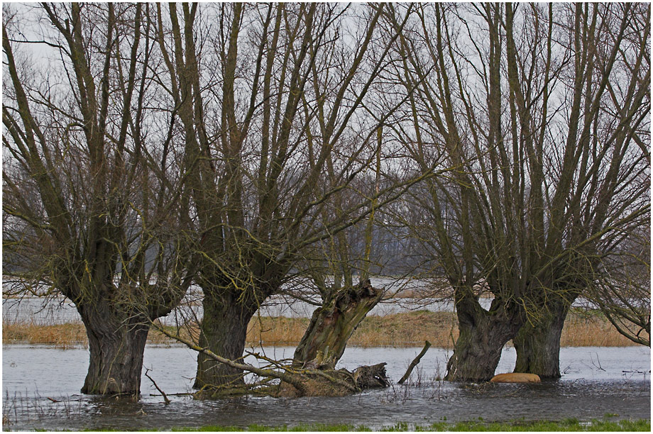 Trebelhochwasser (2)