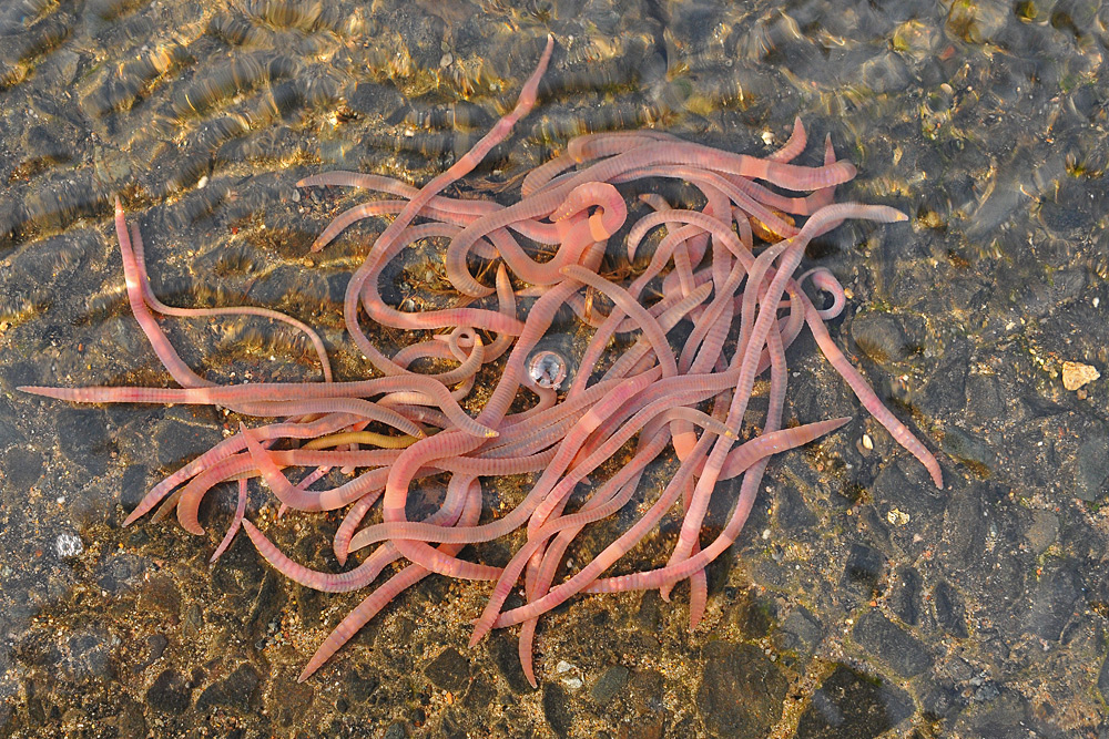 Trebur, Schwarzbachaue: Regenwurm – Phänomen 01