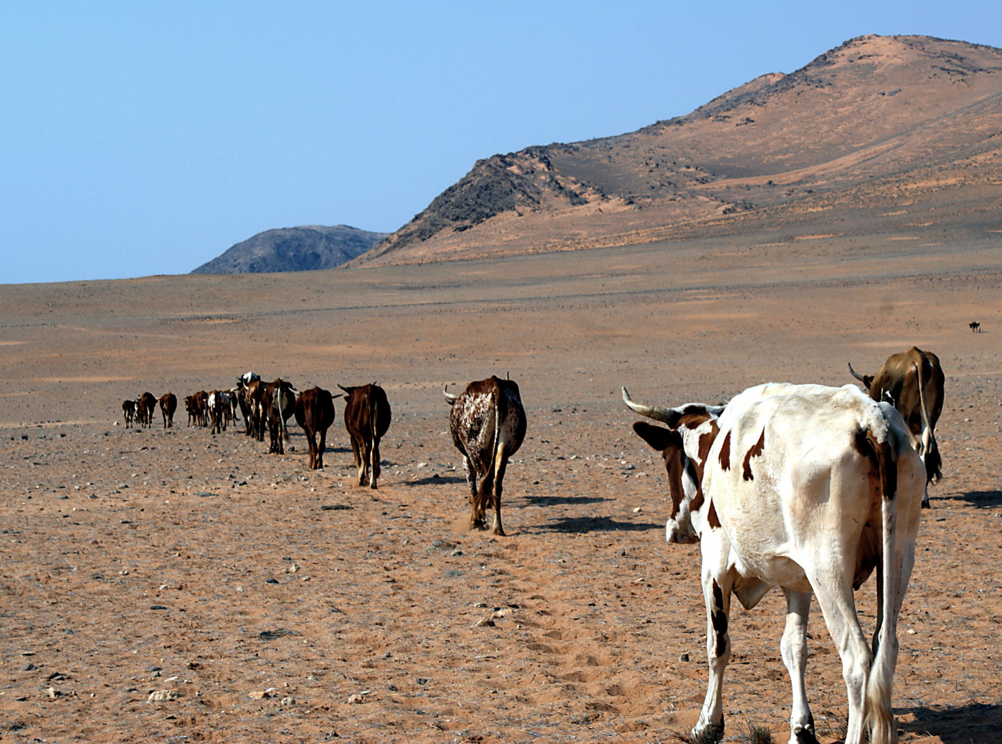 Treck der Himba-Rinder