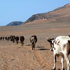 Treck der Himba-Rinder