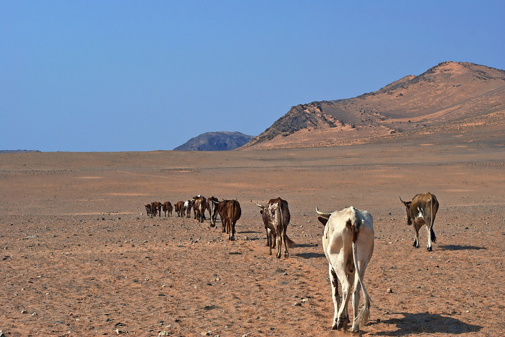 Treck der Himba-Rinder