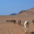 Treck der Himba-Rinder