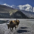 Treck in the Kali Gandaki riverbed